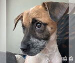 Small #5 Mutt