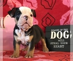 Small Photo #15 Olde English Bulldogge Puppy For Sale in CYNTHIANA, IN, USA