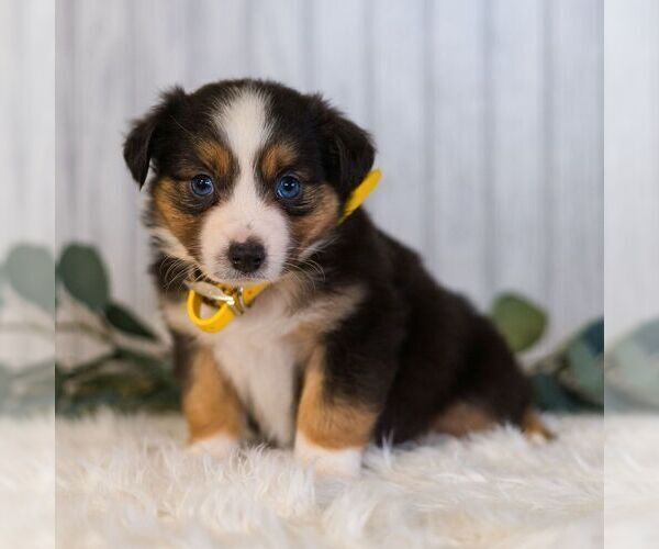 Medium Photo #5 Miniature Australian Shepherd Puppy For Sale in REBERSBURG, PA, USA
