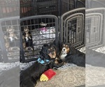Small Photo #1 Aussalier Puppy For Sale in MAPLETON, OR, USA