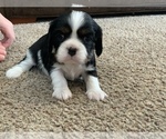 Small Photo #1 Cavalier King Charles Spaniel Puppy For Sale in MCCALL, ID, USA