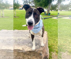 American Pit Bull Terrier-Labrador Retriever Mix Dogs for adoption in San Diego, CA, USA