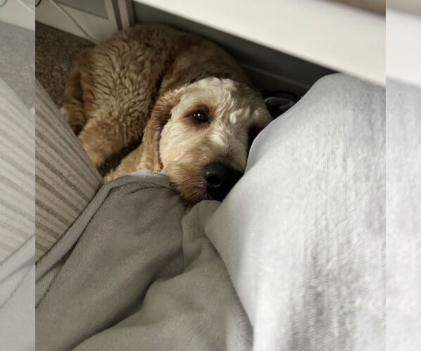 Medium Photo #4 Goldendoodle Puppy For Sale in Fargo, ND, USA