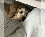 Small #3 Goldendoodle
