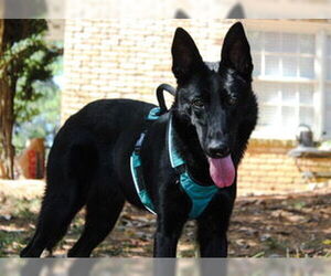 German Shepherd Dog Dogs for adoption in LOGANVILLE, GA, USA