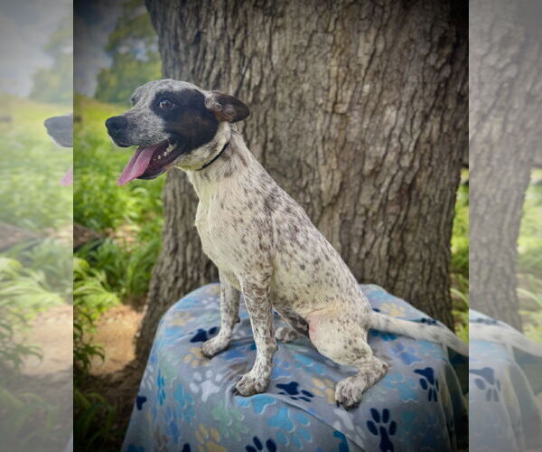 Medium Photo #3 Boston Terrier-Unknown Mix Puppy For Sale in Pleasanton, TX, USA