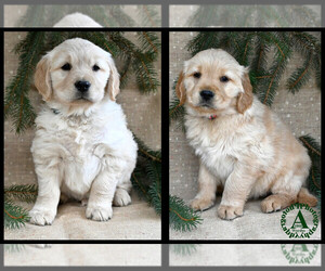 English Cream Golden Retriever Litter for sale in HARRISONBURG, VA, USA