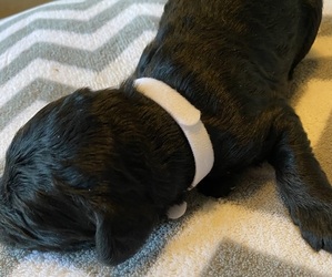 Double Doodle Puppy for sale in FRIENDSWOOD, TX, USA