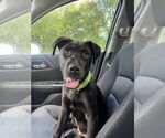 Small #10 Labrador Retriever Mix