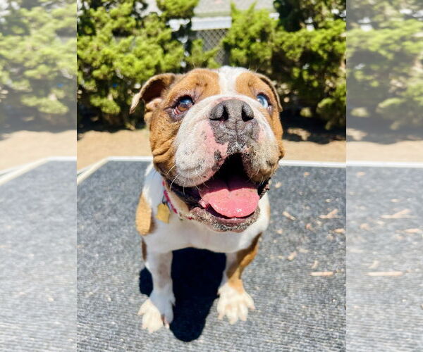 Medium Photo #3 Bulldog Puppy For Sale in Seal Beach, CA, USA