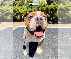Athena - Female Bulldog Dog for Adoption - Photo #3