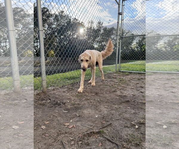 Medium Photo #8 Poodle (Standard) Puppy For Sale in Valrico, FL, USA