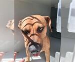 Small American Pit Bull Terrier Mix