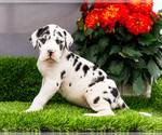 Small Photo #160 Great Dane Puppy For Sale in WAKARUSA, IN, USA