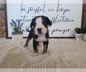 Greater Swiss Mountain Dog Puppy for sale in PALMDALE, CA, USA