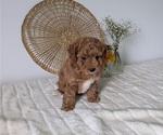 Small Photo #6 Poovanese Puppy For Sale in GOSHEN, IN, USA