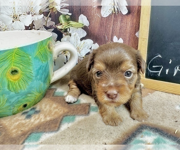 Medium Photo #21 Morkie Puppy For Sale in CASSVILLE, MO, USA