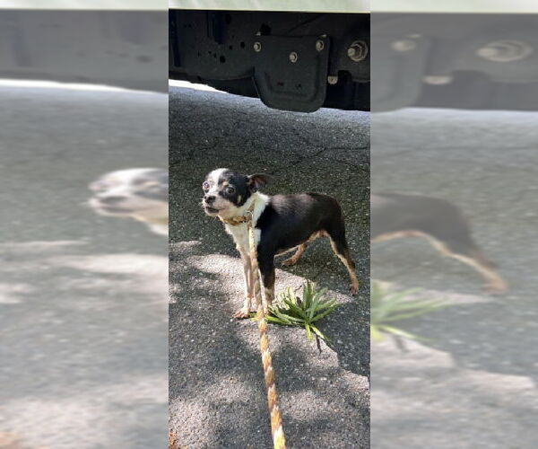 Medium Photo #3 Chihuahua Puppy For Sale in Virginia Beach, VA, USA