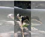 Small #2 Chihuahua