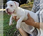 Small Photo #22 American Bulldog Puppy For Sale in MILLS RIVER, NC, USA