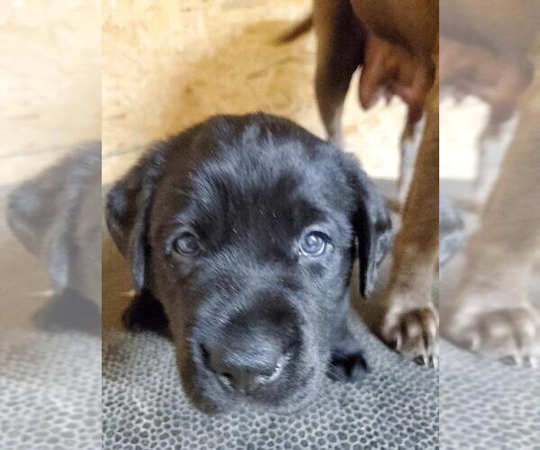Medium Photo #3 Labrador Retriever Puppy For Sale in DUNN, NC, USA