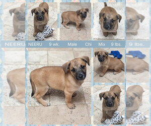 Chiweenie Dogs for adoption in Mesa, AZ, USA