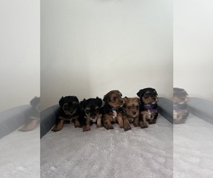 Yorkshire Terrier Litter for sale in VINTON, VA, USA