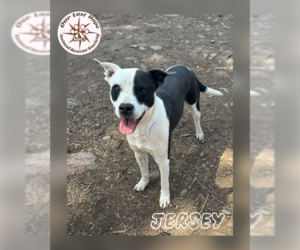 Border Collie-Unknown Mix Dogs for adoption in Princeton, British Columbia, Canada