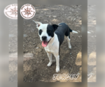 Small Border Collie Mix