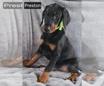 Small #3 Doberman Pinscher