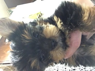 Yorkshire Terrier Puppy for sale in SCRANTON, PA, USA