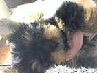 Small Photo #1 Yorkshire Terrier Puppy For Sale in SCRANTON, PA, USA