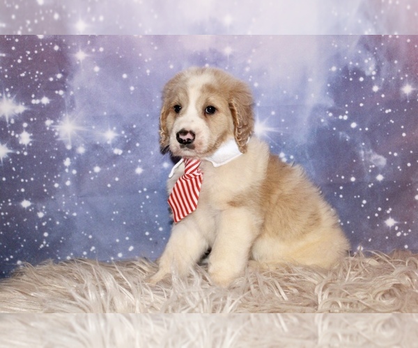 Medium Photo #2 Goldendoodle Puppy For Sale in KISSIMMEE, FL, USA