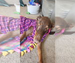 Small #3 Doberman Pinscher