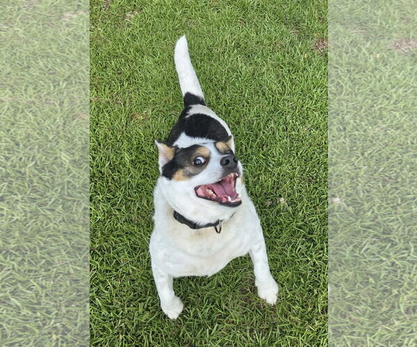 Medium Photo #5 Mutt Puppy For Sale in Stephens City, VA, USA