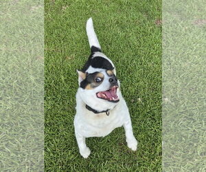 JP - Male Mutt Dog for Adoption - Photo #5