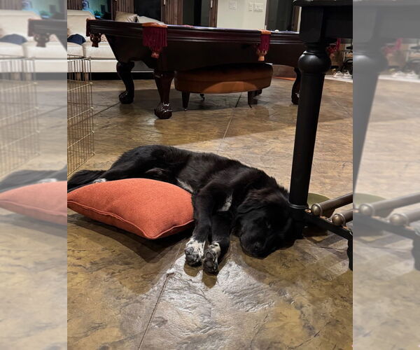 Medium Photo #4 Mutt Puppy For Sale in Salt Lake City, UT, USA