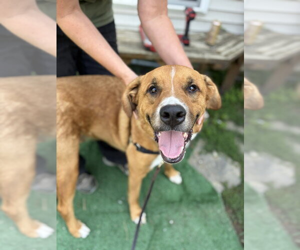 Medium Photo #7 Labrenees Puppy For Sale in Brewster, NY, USA