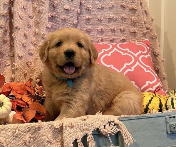 Medium Photo #4 Golden Retriever Puppy For Sale in WILLARD, WI, USA