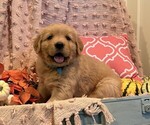 Rusty - Male Golden Retriever Puppy for Sale - Photo #4