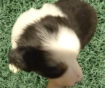 Small #2 Australian Shepherd