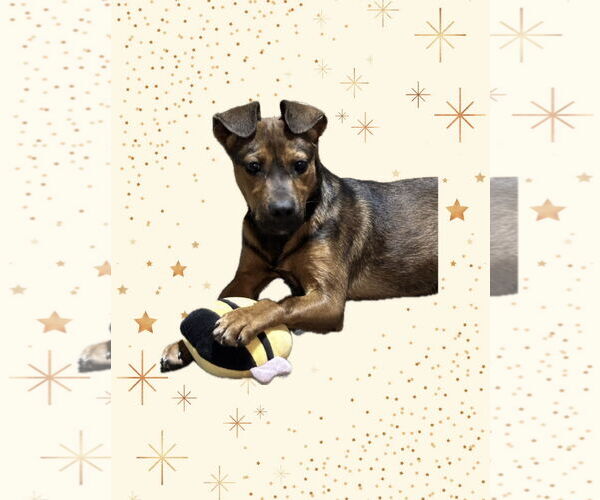 Medium Photo #2 Mutt Puppy For Sale in Ball Ground, GA, USA