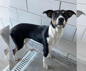 Labrador Retriever-Unknown Mix Dogs for adoption in Baytown, TX, USA