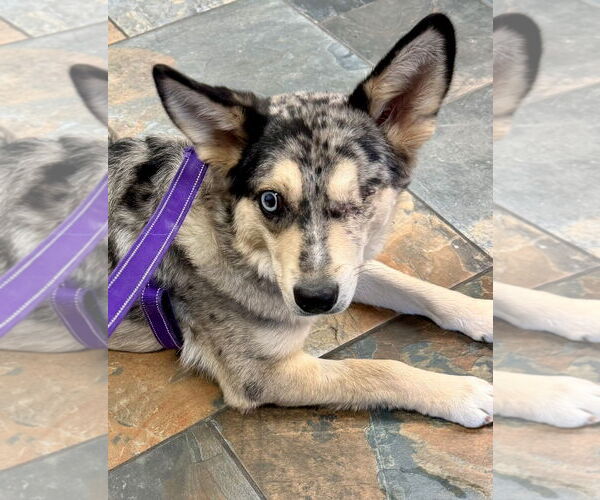 Medium Photo #1 Australian Shepherd-Unknown Mix Puppy For Sale in Omaha, NE, USA