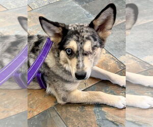 Australian Shepherd-Unknown Mix Dogs for adoption in Omaha, NE, USA