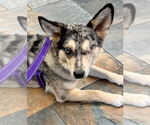 Small Australian Shepherd Mix