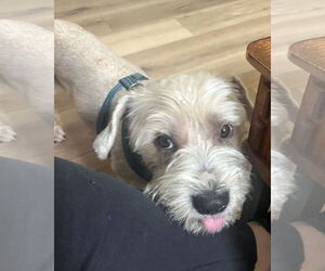 Maltese-Unknown Mix Dogs for adoption in Corona, CA, USA