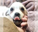 Small Photo #5 ShiChi Puppy For Sale in Wakefield, RI, USA