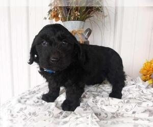 Goldendoodle Puppy for sale in CHICAGO, IL, USA