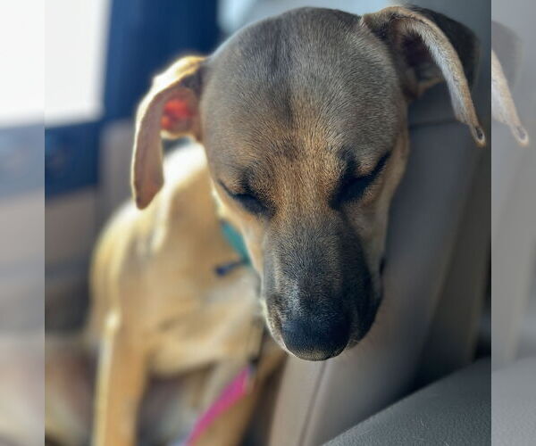 Medium Photo #5 Mutt Puppy For Sale in Fargo, ND, USA
